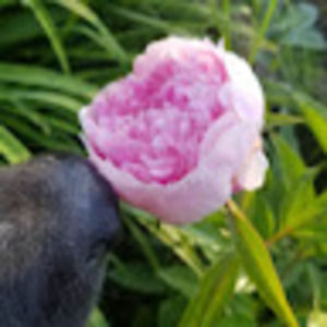 Meet your Posher, Wendy